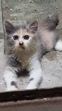 Persian kitten