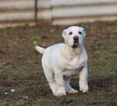 Alabai imported pedigree puppies are available for sale