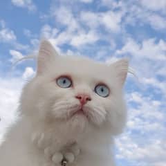 Persian Cat Triple Coat