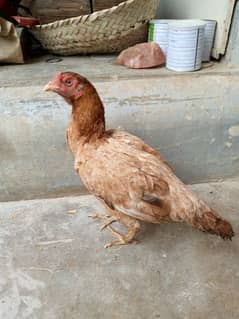 Hen  for sale