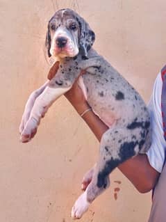 Great Dane imported pedigree puppies are available