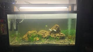 near 3ft aquarium for sale