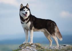 Siberian Husky 3 coated hair