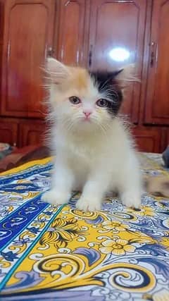 Healthy and active Persian kitten