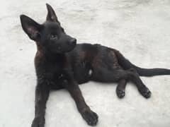 Black German shepherd puppies 4 months age