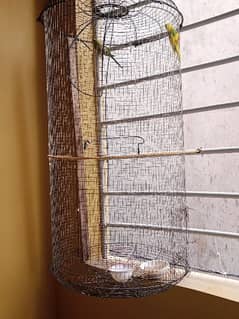 fancy cage with budgies pair