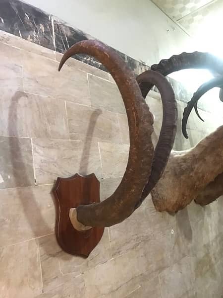 Ibex Horns 0