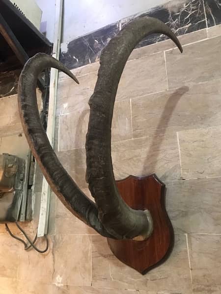 Ibex Horns 1