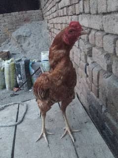 hen