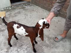 goat with kids