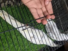 Eno Spotted Female & V Pied Male cockatiel cocktail