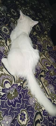 White Persian