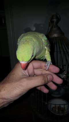 Breeding Green Parrot,Hand Tamed Friendly