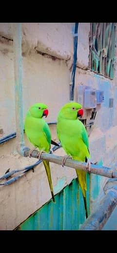 RINGNECK PAIR FOUR SELL