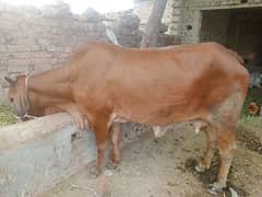 sahiwal cros cow