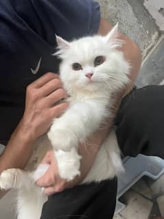 Triple coated White Persian cat