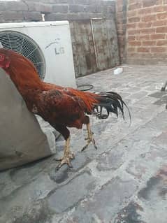 pure Pakistani lakha male for sale 03254227660