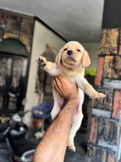 imported bloodline pure labrador puppy