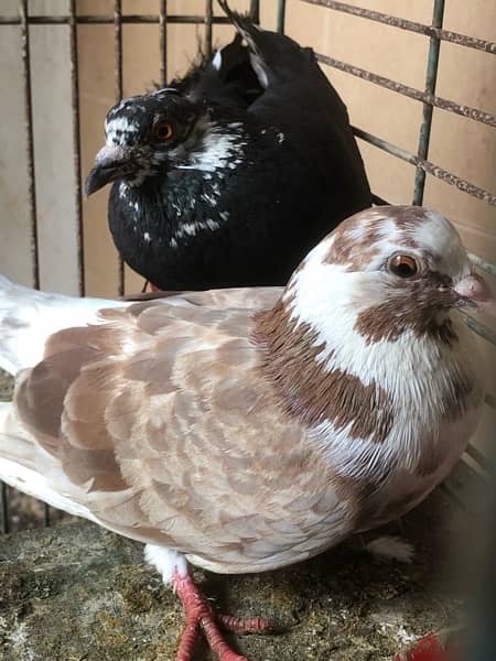 pigeon 2 pcs  available for sale contact 03003645020 3