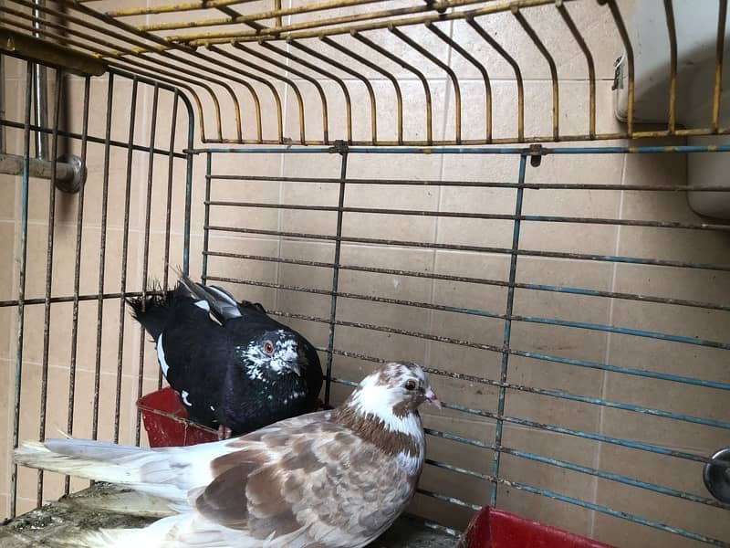 pigeon 2 pcs  available for sale contact 03003645020 4