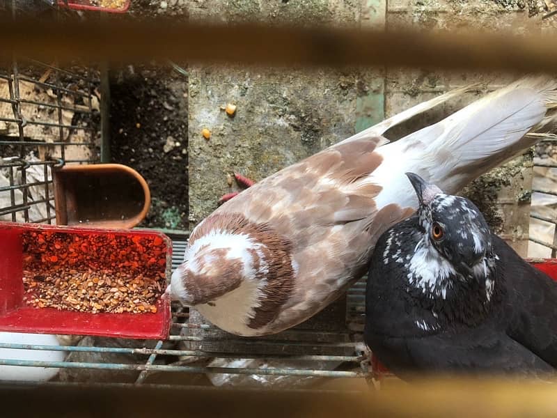 pigeon 2 pcs  available for sale contact 03003645020 5