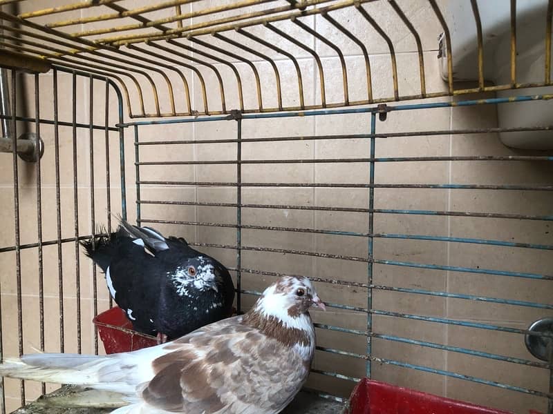 pigeon 2 pcs  available for sale contact 03003645020 6