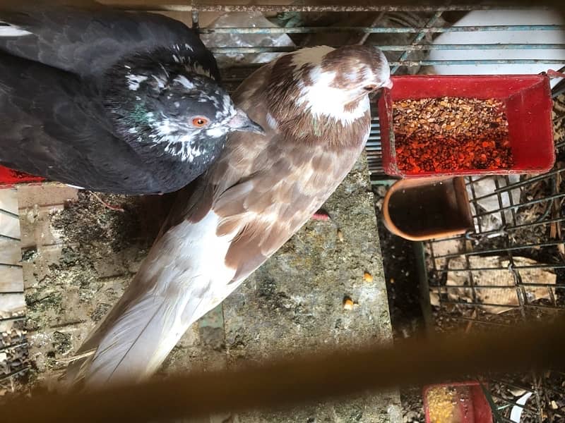 pigeon 2 pcs  available for sale contact 03003645020 7