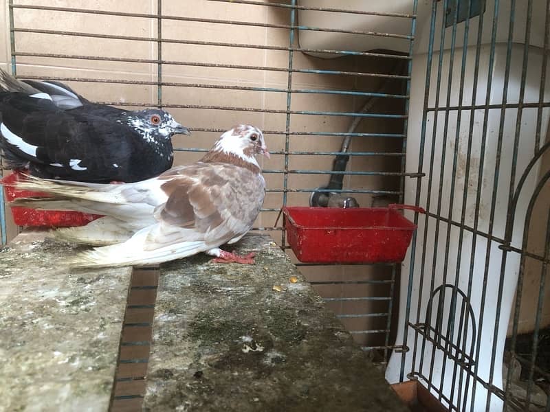 pigeon 2 pcs  available for sale contact 03003645020 8