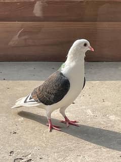 home pet pigeons pair