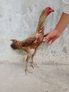 Shamo females and thai pathy (male)