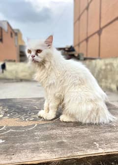 Pure Persian white female breeder cat