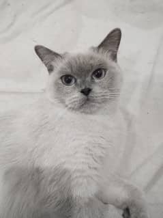 Spayed British shorthair Cat for Sale