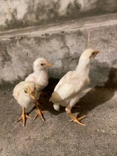 paper white aseel chicks