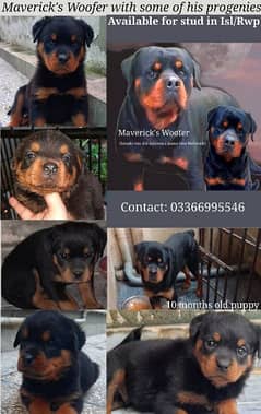 Rottweiler | Pedigree male for cross/mating only