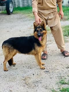 German Shepherd female