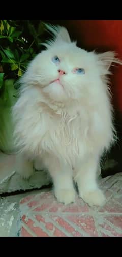 Persian Cat semi punch face triple coat cat