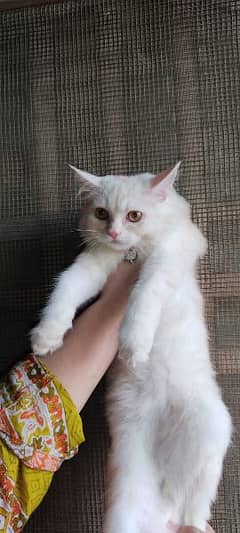 white Persian kitten available