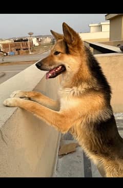 Alsatian/ Stock Coat German Shepherd for Sale