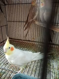 cocktail breed pair