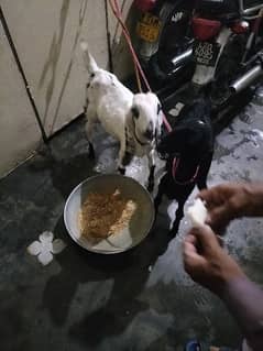 Goat / Bakriyan for sale urgent | age 5 month