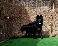 Black shepherd adult male confirmed breeder male