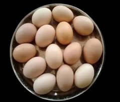 Fresh Desi Fertile Eggs