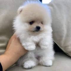 Pomeranian