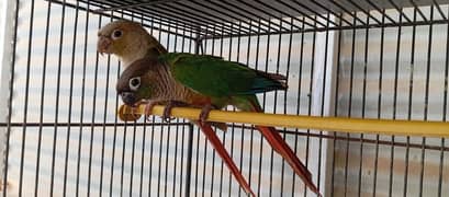 Pineapple Conure For Sell