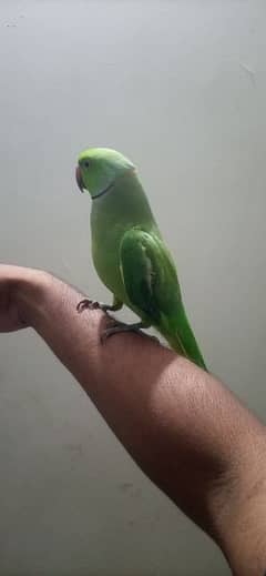 hand Tamed + talking Ringneck male parrot