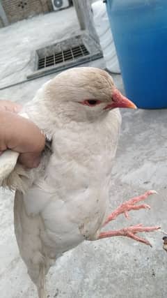 male white chakore