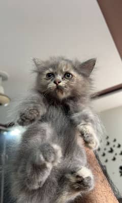 persian kitten triple coat
