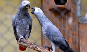 African Grey Pair for Sale