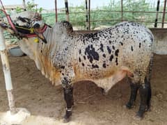 Kheera Bachra Bachry for sale