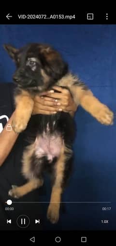 German Shepherd Female puppy available